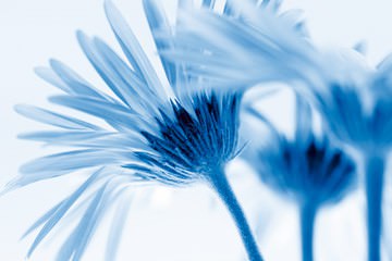 Romance in Blue von Kirsten Riedt
