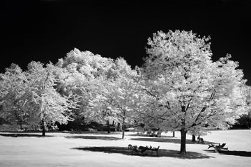 Luisenpark, Mannheim (Infrarot) von Charlotte Steffan