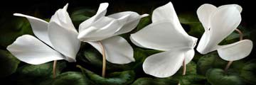 Cyclamen von Roberto Scaroni