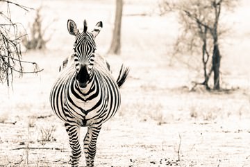 Zebra I von Toby Seifinger