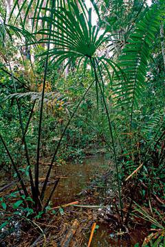 Flood Area of Rainforest von Thomas Marent