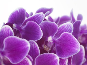 Purple von Micha Pawlitzki
