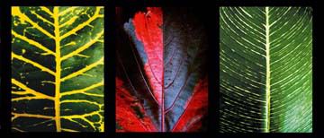 Three Leaves von Roberto Scaroni