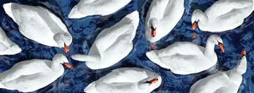 Swan Lake von Roberto Scaroni