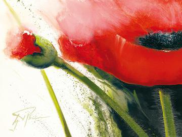 Faszination Mohn I von Gerd Pflumm