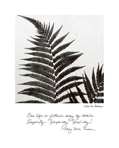 Delicate Ferns von Debra Van Swearingen