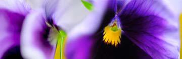 The purple and the yellow von Roberto Scaroni