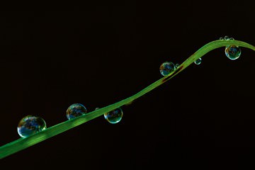 Grashalm im Regen von Tomas Nemec