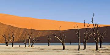 Dead Vlei von Rainer Mirau