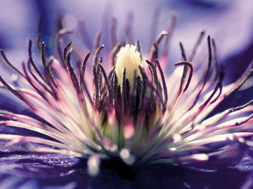 Purple Melody von Kirsten Riedt