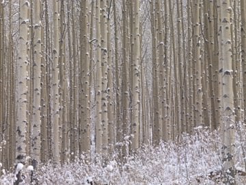 Winterharmonie von Micha Pawlitzki