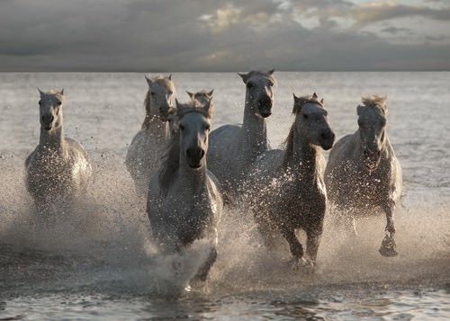 Horses Landing at the Beach von Jorge Llovet