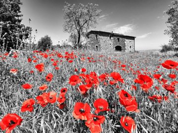 Mohnfeld, Orvieto, Italien von Günter Gräfenhain