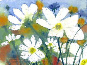 Weisse Cosmea und Mohn von Dieter Hecht