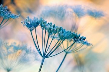 Summer Dreams II von Kirsten Riedt