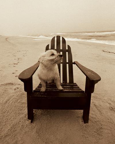 Lifees a Beach von Jim Dratfield