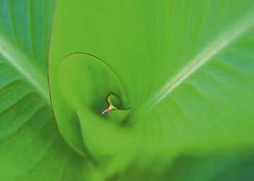 Leaf 2 von Ortwin Klipp