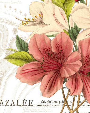 Azalee Jardin I von Wild Apple Portfolio