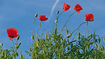 Up, up and away von Sigi Loew