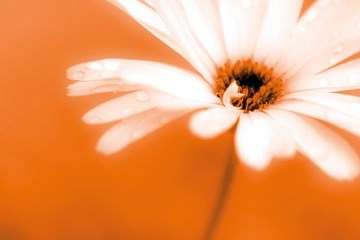 Leaned von Kirsten Riedt