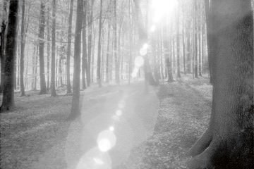 Wald von Martin Steiner