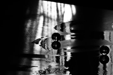 Liber Tango I von Elena Korn