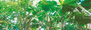 Rainforest Canopies von John Xiong
