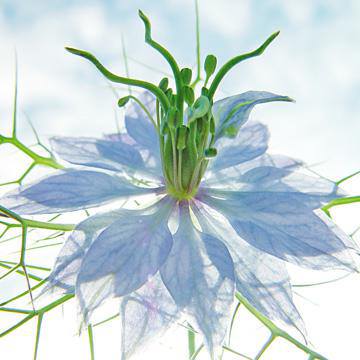 Seiltänzer blau von Ingrid Ulmer