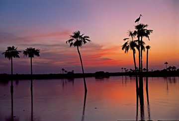 Sunset, Maguari Stork II von Thomas Marent